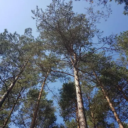 Smerekowiec Domek W Lesie - Beskid Niski Esterno foto