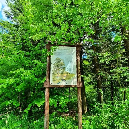 Smerekowiec Domek W Lesie - Beskid Niski Esterno foto