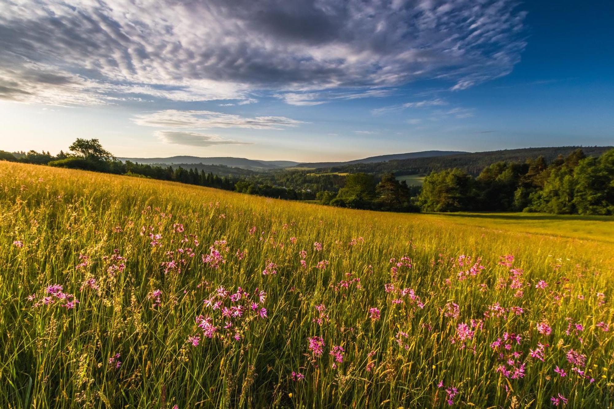 Ferienhaus W Lesie - Beskid Niski Smerekowiec