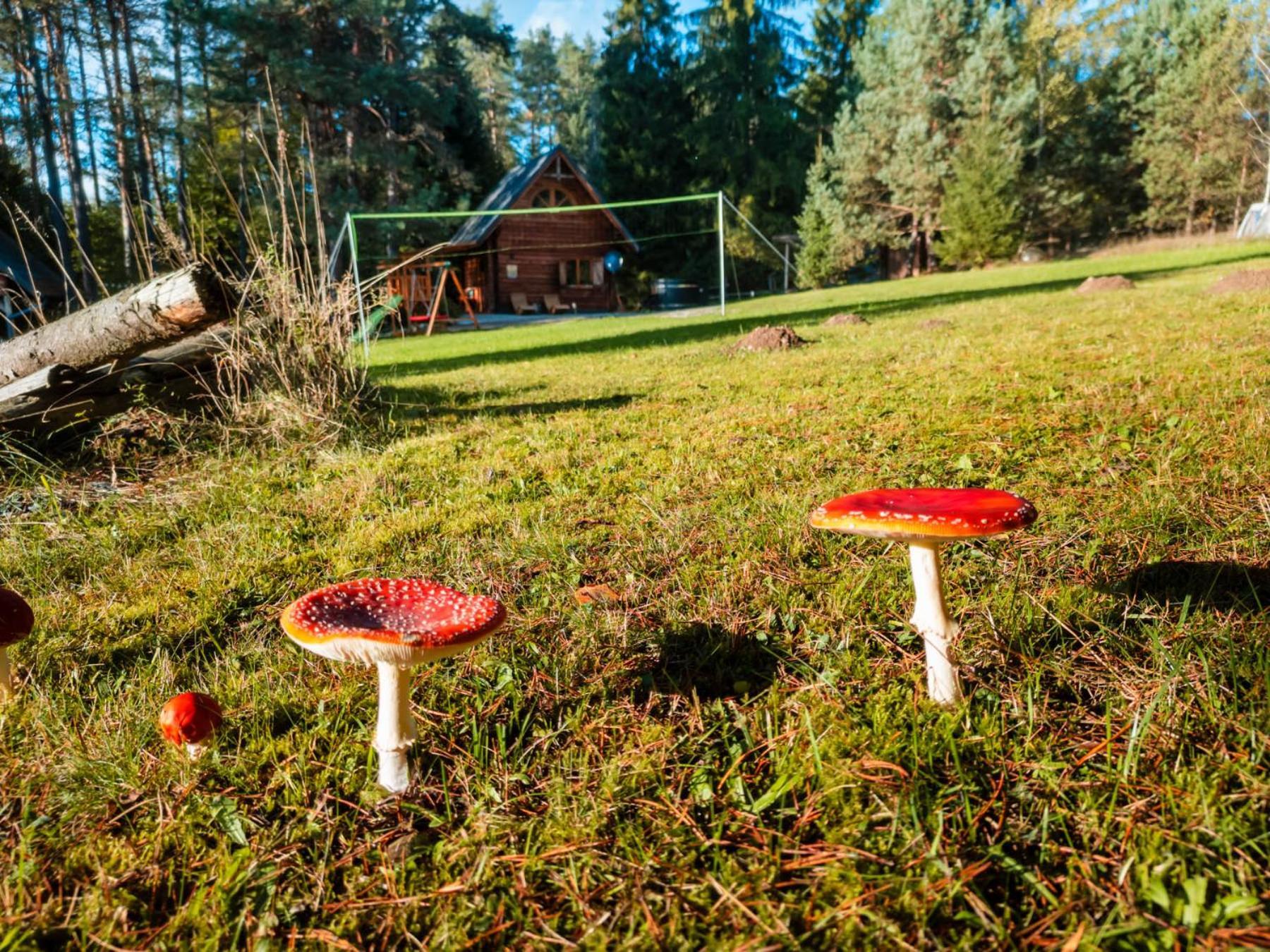 W Lesie - Beskid Niski * Smerekowiec